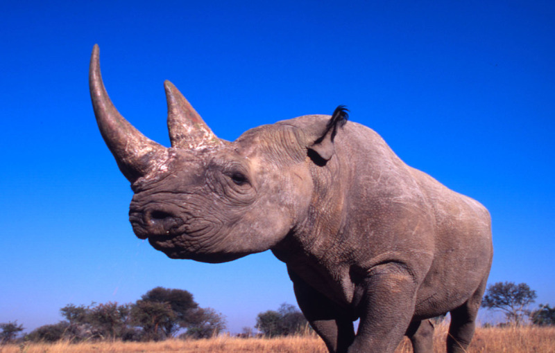 Black rhinoceros (Diceros bicornis); Zimbabwe