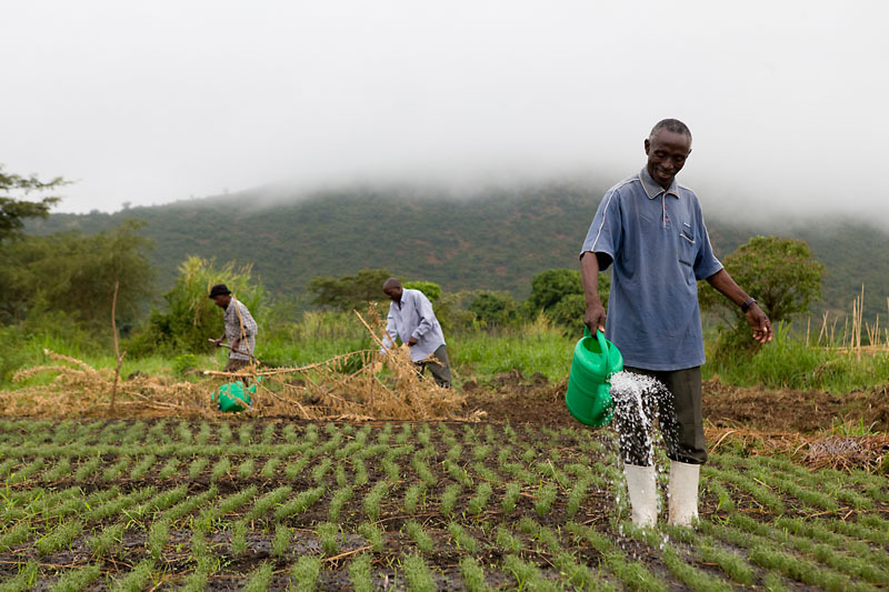 A man watering his crops with water sourced from the Rwenzori Mountains, Uganda      ©WWF-Canon / Simon Rawles