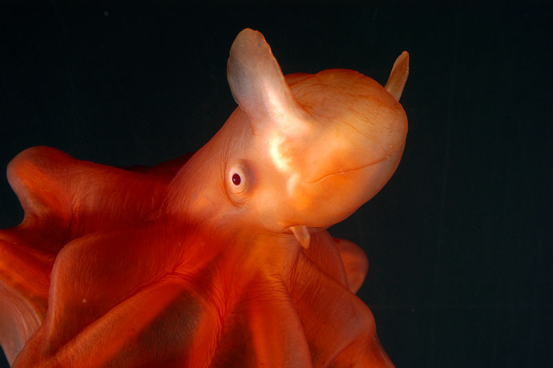 Deep sea cirrate octopod (Sauroteuthis syrtensis) from 800m depth, Atlantic Ocean. © naturepl.com / David Shale / WWF-Canon