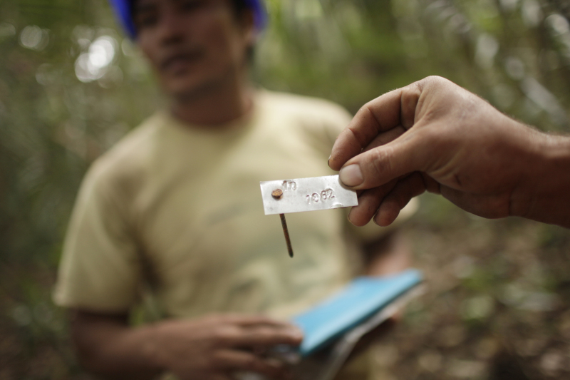 Chainsaw operator Saul Rojas shows the control tag that is part of the forest management scheme at the FSC-certified concession Maderacre in Iñapari, Peru. © WWF-Canon / Dado Galdieri