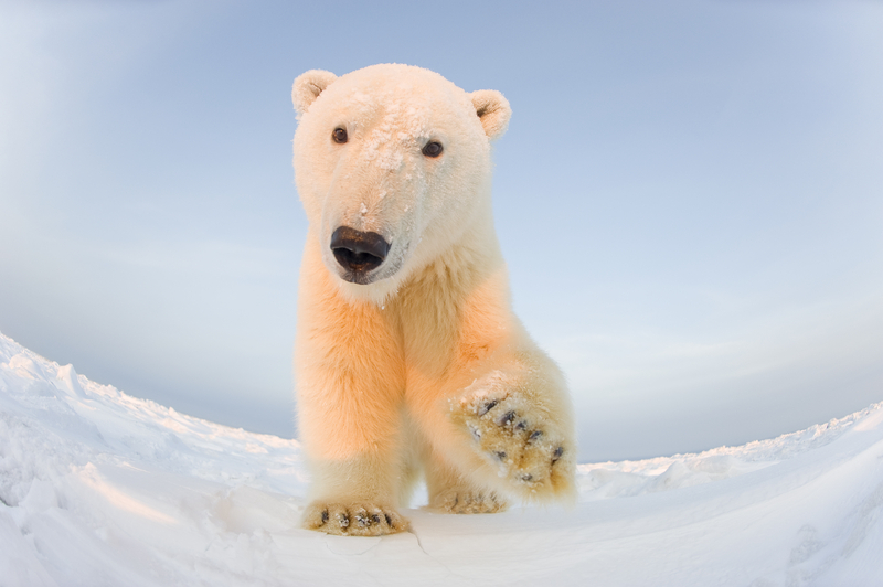 Curious young male polar bear on the newly frozen pack ice, Beaufort Sea, off the 1002 area of the Arctic National Wildlife Refuge, North Slope, Alaska © naturepl.com / Steven Kazlowski / WWF-Canon
