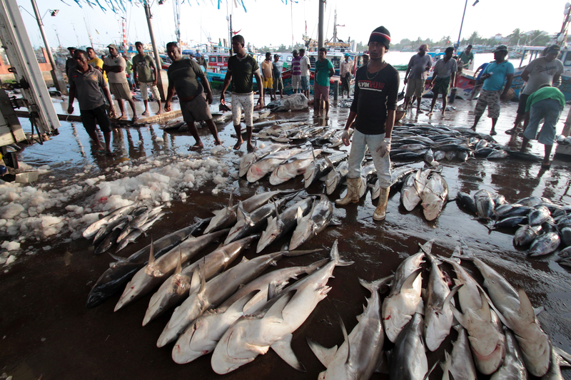 Various sharks being sorted before auction at the Negombo fish market, Sri Lanka.  © WWF-Canon / Andy Cornish