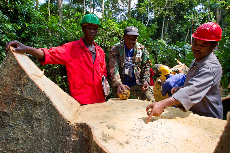 Loggers marking the stump of a recently felled Ayous tree in Cameroon. The loggers work for Alpicam, a company working toward FSC certification. © Brent Stirton / Getty Images / WWF-UK 