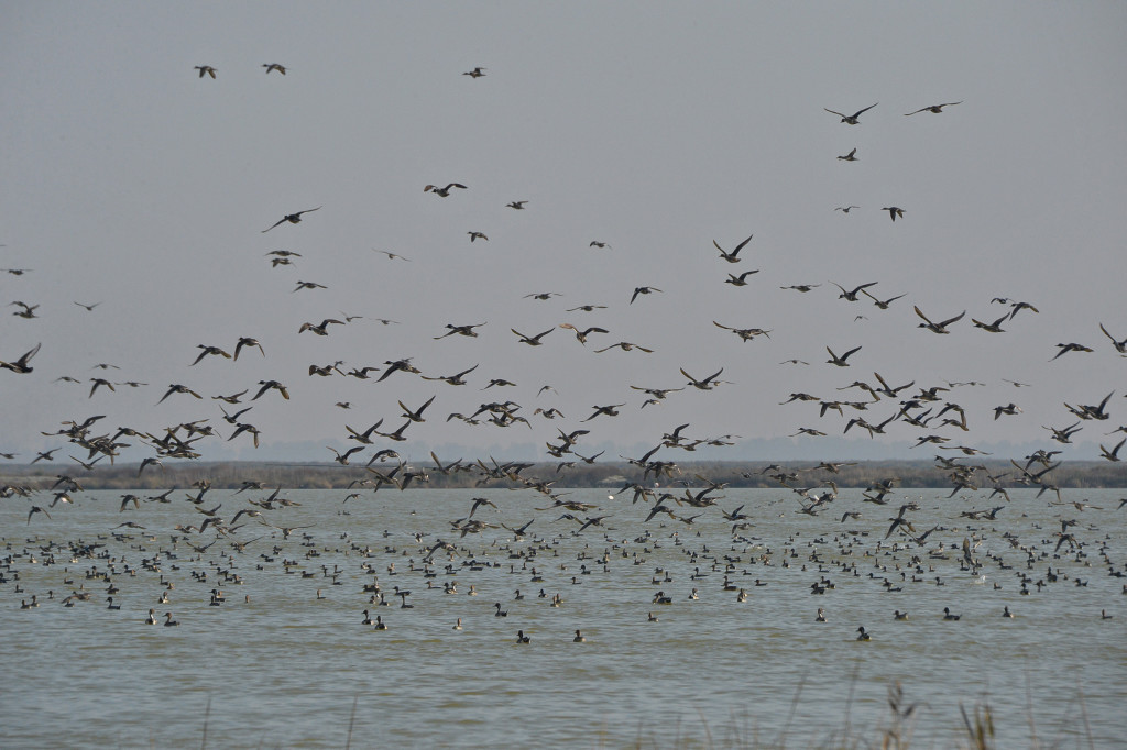Migratory pintails in Spain's Doñana National Park, site of one of WWF's first conservation projects. © Wendy Strahm